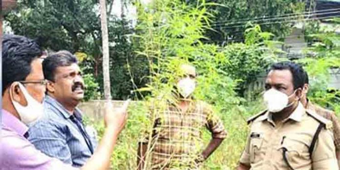 എറണാകുളം നഗര മധ്യത്തില്നിന്ന് കഞ്ചാവുചെടി കണ്ടെത്തി എറണാകുളം നഗര മധ്യത്തില്നിന്ന് കഞ്ചാവുചെടി കണ്ടെത്തി