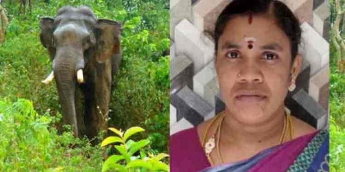 ഇടുക്കി പൂപ്പാറയില് വീട്ടമ്മയെ കാട്ടാന ചവിട്ടിക്കൊന്നു ഇടുക്കി പൂപ്പാറയില് വീട്ടമ്മയെ കാട്ടാന ചവിട്ടിക്കൊന്നു
