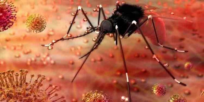 സംസ്ഥാനത്ത് ഒരാള്ക്ക് കൂടി സിക്ക വൈറസ് സ്ഥിരീകരിച്ചു സംസ്ഥാനത്ത് ഒരാള്ക്ക് കൂടി സിക്ക വൈറസ് സ്ഥിരീകരിച്ചു