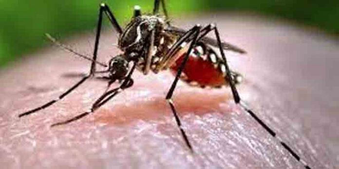 കോട്ടയം ജില്ലയില് ആദ്യമായി സിക്ക വൈറസ് ബാധ സ്ഥിരീകരിച്ചു കോട്ടയം ജില്ലയില് ആദ്യമായി സിക്ക വൈറസ് ബാധ സ്ഥിരീകരിച്ചു