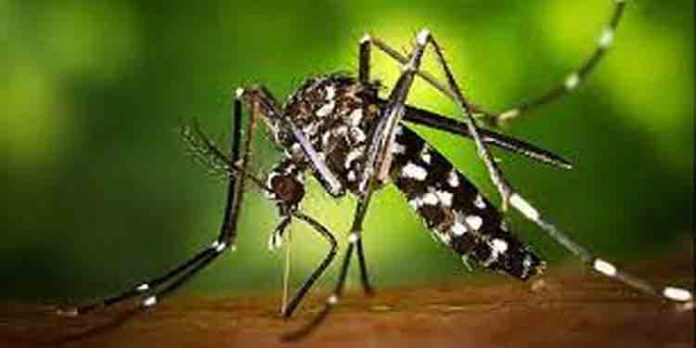 സംസ്ഥാനത്ത് മൂന്നു പേര്ക്ക് കൂടി സിക്ക വൈറസ് രോഗം സ്ഥിരീകരിച്ചതായി ആരോഗ്യ വകുപ്പ് സംസ്ഥാനത്ത് മൂന്നു പേര്ക്ക് കൂടി സിക്ക വൈറസ് രോഗം സ്ഥിരീകരിച്ചതായി ആരോഗ്യ വകുപ്പ്
