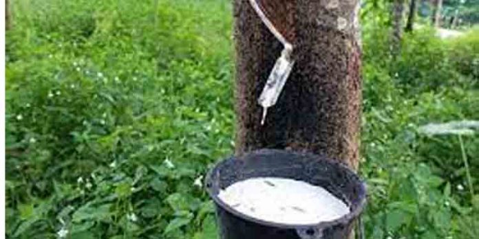 ചിരട്ടപ്പാല് ഇറക്കുമതി ചെയ്ത് റബര് വിപണി തകര്ക്കാനുള്ള ആസൂത്രിത നീക്കം ചിരട്ടപ്പാല് ഇറക്കുമതി ചെയ്ത് റബര് വിപണി തകര്ക്കാനുള്ള ആസൂത്രിത നീക്കം