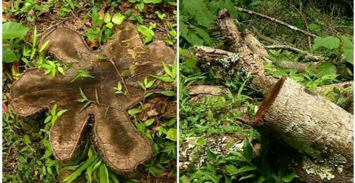 മുട്ടില് മരംമുറി കേസ് ; മുഖ്യ പ്രതി റോജി അഗസ്റ്റിന് മുങ്ങി മുട്ടില് മരംമുറി കേസ് ; മുഖ്യ പ്രതി റോജി അഗസ്റ്റിന് മുങ്ങി