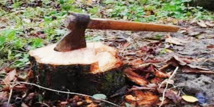 മരംമുറിക്കേസിൽ വിവരാവകാശ മറുപടി നൽകിയ അണ്ടർ സെക്രട്ടറി ഒ.ജി. ശാലിനിക്കെതിരെ വീണ്ടും പ്രതികാര നടപടി ; ഗുഡ് സര്വീസ് എന്ട്രി റദ്ദാക്കി മരംമുറിക്കേസിൽ വിവരാവകാശ മറുപടി നൽകിയ അണ്ടർ സെക്രട്ടറി ഒ.ജി. ശാലിനിക്കെതിരെ വീണ്ടും പ്രതികാര നടപടി ; ഗുഡ് സര്വീസ് എന്ട്രി റദ്ദാക്കി