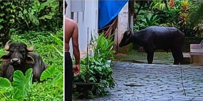 ബലി കൊടുക്കാൻ കൊണ്ടുവന്ന പോത്ത് വിരണ്ടോടി ; കാർഷിക വിളകൾ നശിപ്പിച്ചു ബലി കൊടുക്കാൻ കൊണ്ടുവന്ന പോത്ത് വിരണ്ടോടി ; കാർഷിക വിളകൾ നശിപ്പിച്ചു