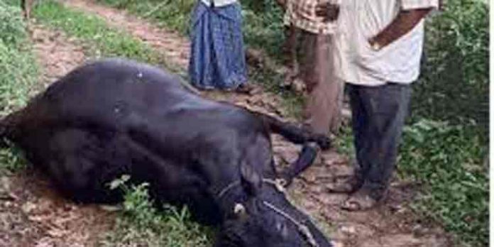വൈദ്യുതാഘാതമേറ്റ് പശു ചത്തതായി പരാതി വൈദ്യുതാഘാതമേറ്റ് പശു ചത്തതായി പരാതി