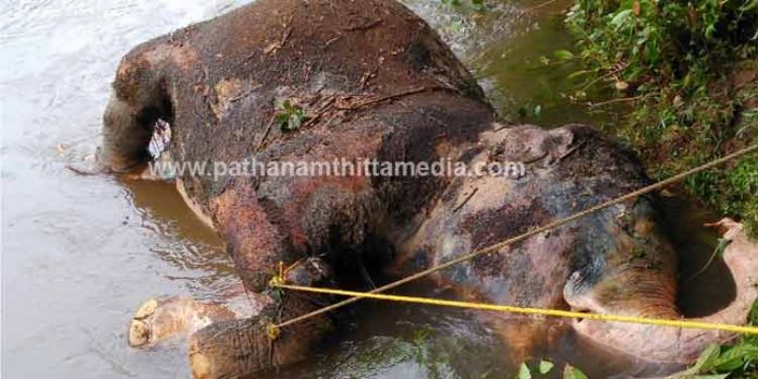 അച്ഛൻകോവിലാറ്റിൽ ഒഴുകി എത്തിയത് പിടിയാനയുടെ ജഡം അച്ഛൻകോവിലാറ്റിൽ ഒഴുകി എത്തിയത് പിടിയാനയുടെ ജഡം
