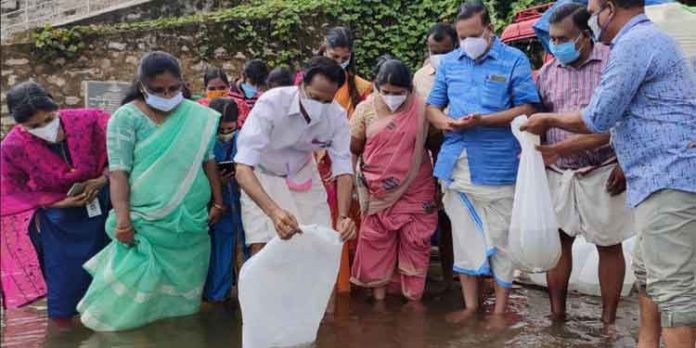 ആറന്മുള സത്രക്കടവില് നാലു ലക്ഷം മത്സ്യകുഞ്ഞുങ്ങളെ നിക്ഷേപിച്ചു ആറന്മുള സത്രക്കടവില് നാലു ലക്ഷം മത്സ്യകുഞ്ഞുങ്ങളെ നിക്ഷേപിച്ചു