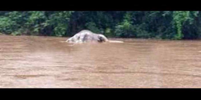 കോന്നി അച്ചൻകോവിൽ നദിയിലൂടെ കാട്ടാനകളുടെ ജഡങ്ങൾ ഒഴുകുന്നു കോന്നി അച്ചൻകോവിൽ നദിയിലൂടെ കാട്ടാനകളുടെ ജഡങ്ങൾ ഒഴുകുന്നു