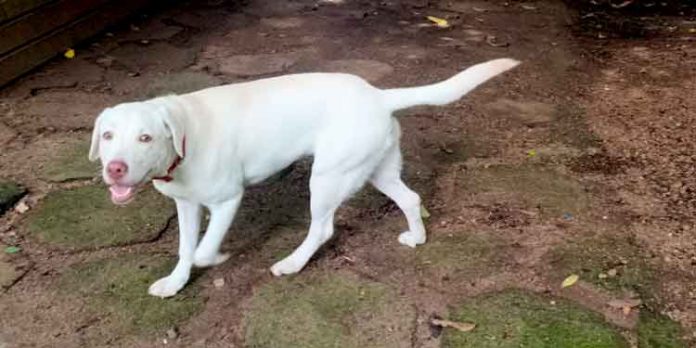 വളര്ത്തു മൃഗങ്ങള്ക്ക് ആറു മാസത്തിനകം ലൈസന്സ് എടുക്കണമെന്ന് ഹൈക്കോടതി വളര്ത്തു മൃഗങ്ങള്ക്ക് ആറു മാസത്തിനകം ലൈസന്സ് എടുക്കണമെന്ന് ഹൈക്കോടതി
