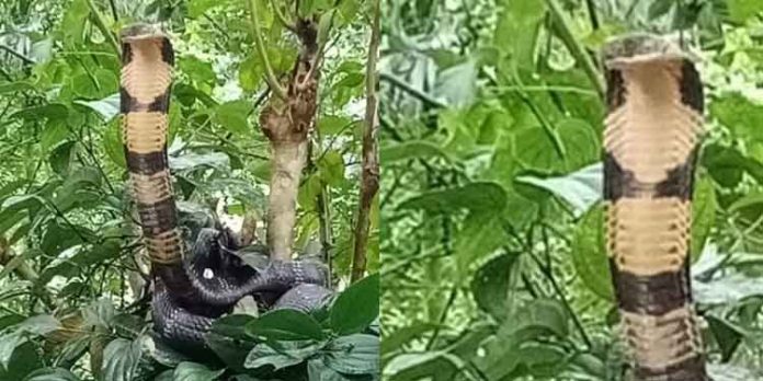 തണ്ണിത്തോട് മേടപ്പാറയില് നിന്ന് രാജവമ്പാലയെ പിടികൂടി തണ്ണിത്തോട് മേടപ്പാറയില് നിന്ന് രാജവമ്പാലയെ പിടികൂടി