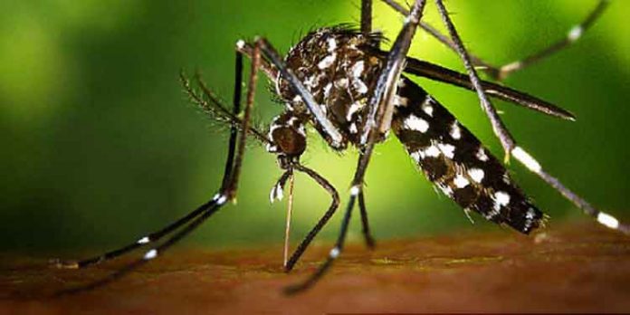 സംസ്ഥാനത്ത് അഞ്ചുപേര്ക്ക് കൂടി സിക്ക വൈറസ് സ്ഥിരീകരിച്ചു ; ആകെ രോഗികളുടെ എണ്ണം 28 സംസ്ഥാനത്ത് അഞ്ചുപേര്ക്ക് കൂടി സിക്ക വൈറസ് സ്ഥിരീകരിച്ചു ; ആകെ രോഗികളുടെ എണ്ണം 28