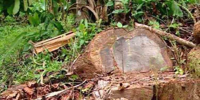 മുട്ടില് മരംമുറി : മുഖ്യപ്രതികളെ ഇന്ന് ബത്തേരി കോടതിയില് ഹാജരാക്കും മുട്ടില് മരംമുറി : മുഖ്യപ്രതികളെ ഇന്ന് ബത്തേരി കോടതിയില് ഹാജരാക്കും