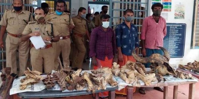 കാട്ടു മൃഗങ്ങളെ വേട്ടയാടി വില്പന നടത്തുന്ന സംഘത്തിലെ മൂന്നദഗ സംഘം അറസ്റ്റില് കാട്ടു മൃഗങ്ങളെ വേട്ടയാടി വില്പന നടത്തുന്ന സംഘത്തിലെ മൂന്നദഗ സംഘം അറസ്റ്റില്