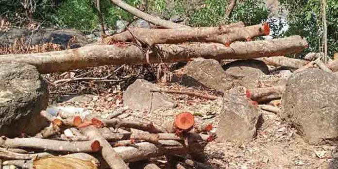 മുട്ടില് മരം മുറിക്കല് കേസില് പ്രതികളുടെ റിമാന്ഡ് കാലാവധി നീട്ടി മുട്ടില് മരം മുറിക്കല് കേസില് പ്രതികളുടെ റിമാന്ഡ് കാലാവധി നീട്ടി