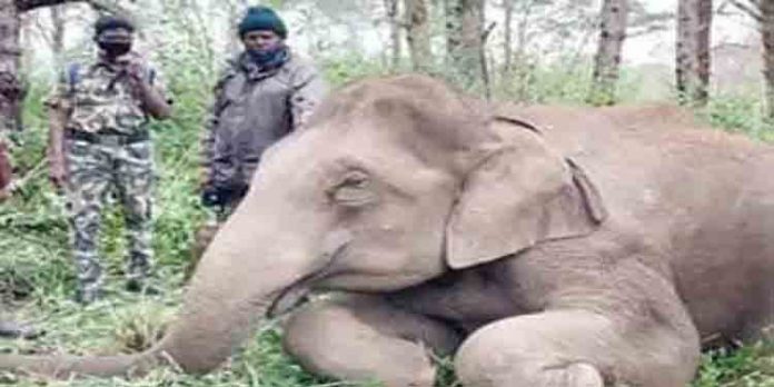 കാട്ടാന വൈദ്യുതാഘാതമേറ്റു മരിച്ച നിലയില് കാട്ടാന വൈദ്യുതാഘാതമേറ്റു മരിച്ച നിലയില്