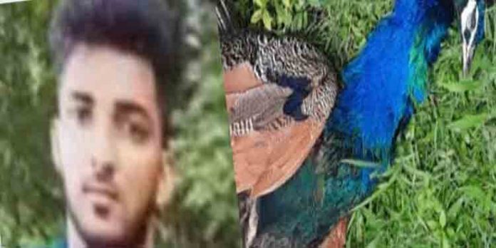 യുവതിയും യുവാവും സഞ്ചരിച്ചിരുന്ന ബൈക്കില് പറന്നു വന്ന മയില് ഇടിച്ച് അപകടം യുവാവ് മരിച്ചു യുവതിയും യുവാവും സഞ്ചരിച്ചിരുന്ന ബൈക്കില് പറന്നു വന്ന മയില് ഇടിച്ച് അപകടം യുവാവ് മരിച്ചു