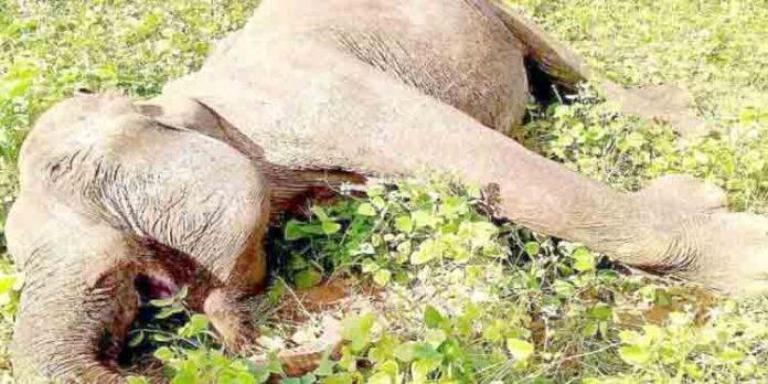 കൃഷിയിടത്തിലെത്തിയ പിടിയാനയെ ചരിഞ്ഞനിലയില് കണ്ടെത്തി കൃഷിയിടത്തിലെത്തിയ പിടിയാനയെ ചരിഞ്ഞനിലയില് കണ്ടെത്തി