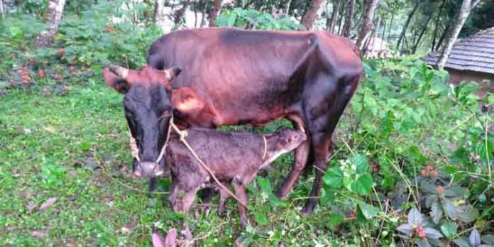 വടശ്ശേരിക്കരയില് വിറ്റ പശുവിനെ ചൊല്ലി തര്ക്കം ; ഉടമകള് ഉപേക്ഷിച്ച പശുവും കിടാവും വഴിയരികില് അവശ നിലയില് വടശ്ശേരിക്കരയില് വിറ്റ പശുവിനെ ചൊല്ലി തര്ക്കം ; ഉടമകള് ഉപേക്ഷിച്ച പശുവും കിടാവും വഴിയരികില് അവശ നിലയില്