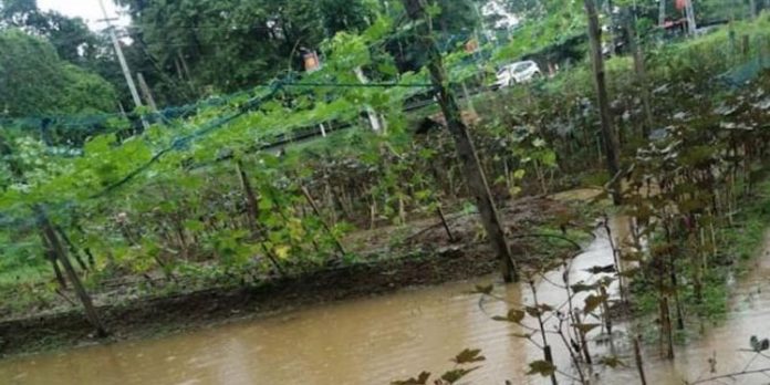 കനത്ത മഴയിൽ അപ്പർകുട്ടനാട്ടിലെ പച്ചക്കറി കൃഷികൾ നാശിക്കുന്നു ; ആശങ്കയിൽ കർഷകർ കനത്ത മഴയിൽ അപ്പർകുട്ടനാട്ടിലെ പച്ചക്കറി കൃഷികൾ നാശിക്കുന്നു ; ആശങ്കയിൽ കർഷകർ