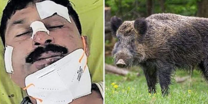 കാട്ടുപന്നിയിടിച്ച് ഉദ്യോഗസ്ഥന് മാരക പരിക്ക് ; അഞ്ചര പവന്റെ സ്വര്ണമാലയും കാണാനില്ല കാട്ടുപന്നിയിടിച്ച് ഉദ്യോഗസ്ഥന് മാരക പരിക്ക് ; അഞ്ചര പവന്റെ സ്വര്ണമാലയും കാണാനില്ല