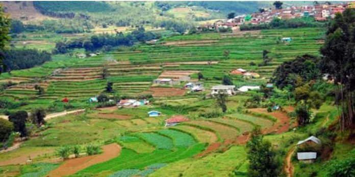 പച്ചക്കറിക്കൊപ്പം പഴങ്ങളുടെ കലവറയാകാൻ വട്ടവട ; ഹെക്ടര് കണക്കിന് ഭൂമിയില് ഇനി പഴക്കൃഷിയും പച്ചക്കറിക്കൊപ്പം പഴങ്ങളുടെ കലവറയാകാൻ വട്ടവട ; ഹെക്ടര് കണക്കിന് ഭൂമിയില് ഇനി പഴക്കൃഷിയും