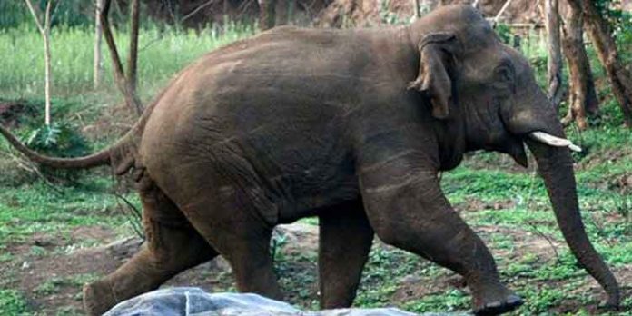 കാട്ടാനയുടെ ആക്രമണത്തില് രണ്ട് വനപാലകര്ക്ക് പരുക്ക് കാട്ടാനയുടെ ആക്രമണത്തില് രണ്ട് വനപാലകര്ക്ക് പരുക്ക്
