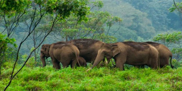കാടിന്റെ പച്ചപ്പും സൗന്ദര്യം അറിയാൻ ; വരൂ ഗവിയിലേക്ക് കാടിന്റെ പച്ചപ്പും സൗന്ദര്യം അറിയാൻ ; വരൂ ഗവിയിലേക്ക്