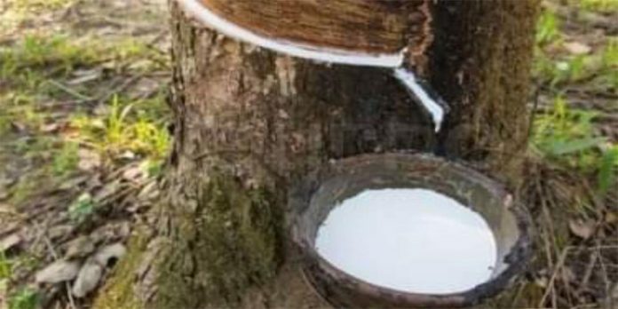 ഓണക്കാലത്തു കർഷകർക്ക് പ്രതീക്ഷയേകി റബ്ബർവില ഉയരുന്നു ഓണക്കാലത്തു കർഷകർക്ക് പ്രതീക്ഷയേകി റബ്ബർവില ഉയരുന്നു