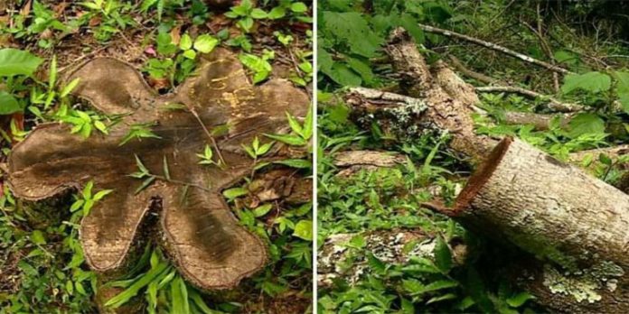 മരംമുറിയില് ഒരു അറസ്റ്റ് കൂടി ; പിടിയിലായത് ഇടനിലക്കാരന് ഷെമീര് മരംമുറിയില് ഒരു അറസ്റ്റ് കൂടി ; പിടിയിലായത് ഇടനിലക്കാരന് ഷെമീര്