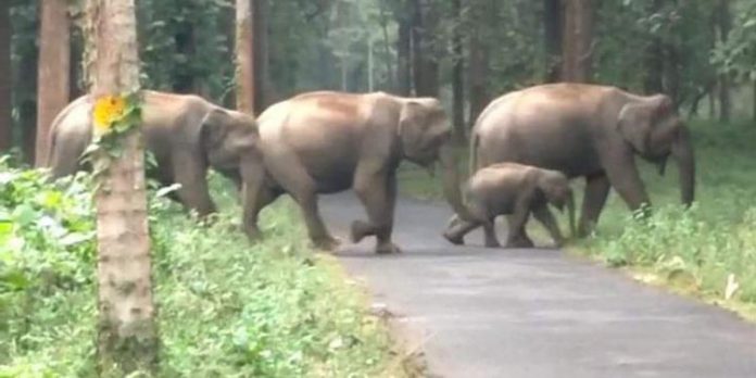 കാട്ടുമൃഗ ശല്യം ; ഉറക്കം നഷ്ടപ്പെട്ട് വിതുരയിലെ ആദിവാസി ഊരുകൾ കാട്ടുമൃഗ ശല്യം ; ഉറക്കം നഷ്ടപ്പെട്ട് വിതുരയിലെ ആദിവാസി ഊരുകൾ