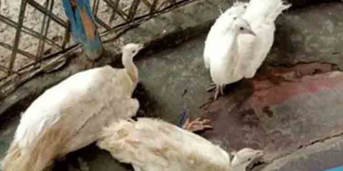 ബംഗ്ലാദേശില് നിന്നും ഇന്ത്യയിലേക്ക് കടത്തിയ രണ്ടു വെള്ളമയിലുകളെ രക്ഷപെടുത്തി ബംഗ്ലാദേശില് നിന്നും ഇന്ത്യയിലേക്ക് കടത്തിയ രണ്ടു വെള്ളമയിലുകളെ രക്ഷപെടുത്തി