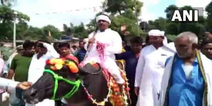 പെട്രോള് അടിക്കാന് പണമില്ല ; സ്ഥാനാര്ഥി നാമനിര്ദേശ പത്രിക സമര്പ്പിക്കാനെത്തിയത് പോത്തിന്റെ പുറത്ത് പെട്രോള് അടിക്കാന് പണമില്ല ; സ്ഥാനാര്ഥി നാമനിര്ദേശ പത്രിക സമര്പ്പിക്കാനെത്തിയത് പോത്തിന്റെ പുറത്ത്