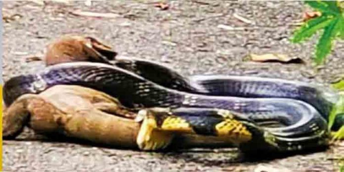 ഉടുമ്പിന്റെ വാലില് കടിച്ച് ഊരാക്കുടുക്കിലായി സര്പ്പരാജാവ് ഉടുമ്പിന്റെ വാലില് കടിച്ച് ഊരാക്കുടുക്കിലായി സര്പ്പരാജാവ്