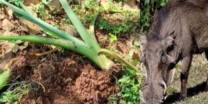 കീക്കൊഴൂരില് വീണ്ടും കാട്ടുപന്നിശല്യം രൂക്ഷo കീക്കൊഴൂരില് വീണ്ടും കാട്ടുപന്നിശല്യം രൂക്ഷo