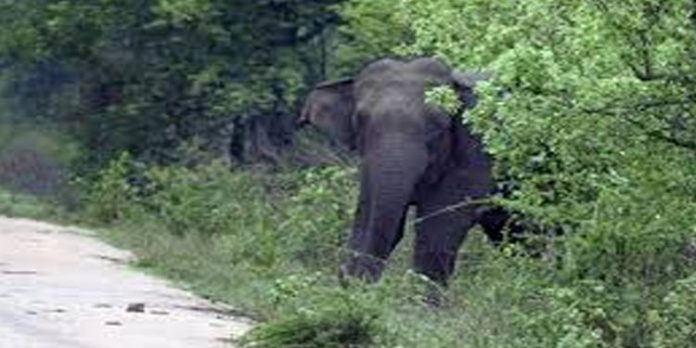 യുവതിയെ കാട്ടാന ചവിട്ടിക്കൊന്നു ; ദാരുണസംഭവം ഇടുക്കിയില് യുവതിയെ കാട്ടാന ചവിട്ടിക്കൊന്നു ; ദാരുണസംഭവം ഇടുക്കിയില്