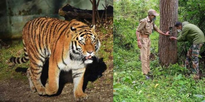 നരഭോജി കടുവയെ പിടികൂടാന് റാപ്പിഡ് റെസ്പോണ്സ് ടീം നരഭോജി കടുവയെ പിടികൂടാന് റാപ്പിഡ് റെസ്പോണ്സ് ടീം
