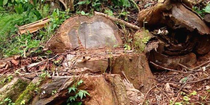 മുട്ടില് മരം മുറിക്കേസില് സസ്പെന്റ് ചെയ്ത വനം വകുപ്പ് ഉദ്യോഗസ്ഥരെ തിരിച്ചെടുത്തു മുട്ടില് മരം മുറിക്കേസില് സസ്പെന്റ് ചെയ്ത വനം വകുപ്പ് ഉദ്യോഗസ്ഥരെ തിരിച്ചെടുത്തു