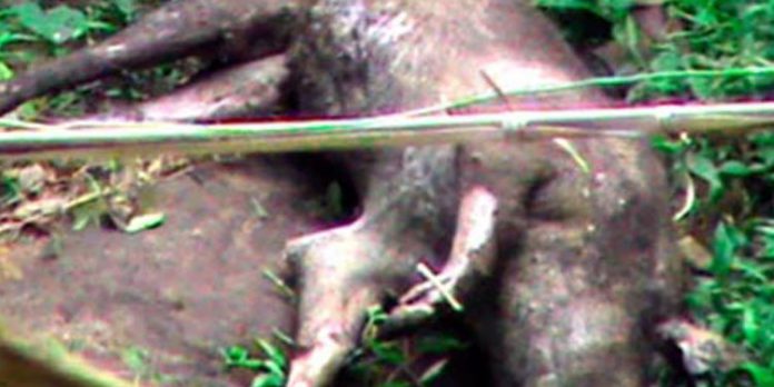 കോന്നി മേഖലയിൽ കാട്ടുപന്നികൾ വ്യാപകമായി ചത്തൊടുങ്ങുന്നു കോന്നി മേഖലയിൽ കാട്ടുപന്നികൾ വ്യാപകമായി ചത്തൊടുങ്ങുന്നു