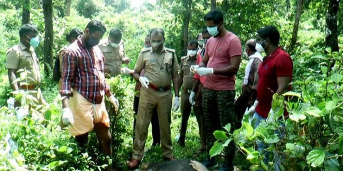 1000 കിലോ തൂക്കമുള്ള കാട്ടുപോത്ത് ചത്തത് ആനയുടെ ആക്രമണത്തിലോ ? അന്വേഷണം തുടരും 1000 കിലോ തൂക്കമുള്ള കാട്ടുപോത്ത് ചത്തത് ആനയുടെ ആക്രമണത്തിലോ ? അന്വേഷണം തുടരും
