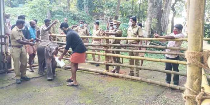 കുറുമ്പുകാട്ടി കണ്ണൻ കോന്നി ആനത്താവളത്തിൽ എത്തി കുറുമ്പുകാട്ടി കണ്ണൻ കോന്നി ആനത്താവളത്തിൽ എത്തി