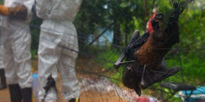 ‘ഒറ്റക്കെട്ടായി പ്രതിരോധിക്കാം’ ; നിപ വൈറസ് അറിയേണ്ടതെല്ലാം ‘ഒറ്റക്കെട്ടായി പ്രതിരോധിക്കാം’ ; നിപ വൈറസ് അറിയേണ്ടതെല്ലാം