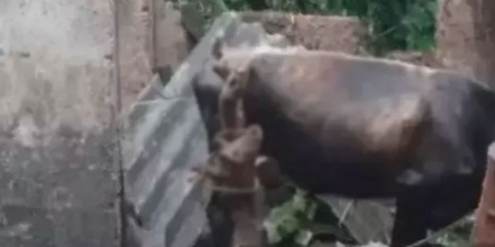 പാലക്കാട് പേവിഷബാധയേറ്റ് പശുക്കൾ ചത്തു പാലക്കാട് പേവിഷബാധയേറ്റ് പശുക്കൾ ചത്തു