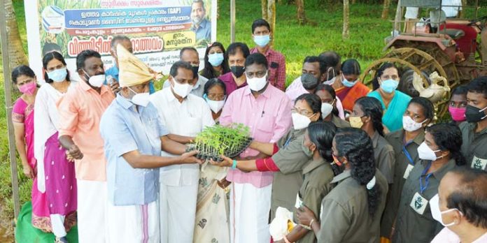 ചേരുവ പാടശേഖരത്ത് വിത്തിടീല് മഹോത്സവം കൃഷി മന്ത്രി നിര്വഹിച്ചു ചേരുവ പാടശേഖരത്ത് വിത്തിടീല് മഹോത്സവം കൃഷി മന്ത്രി നിര്വഹിച്ചു