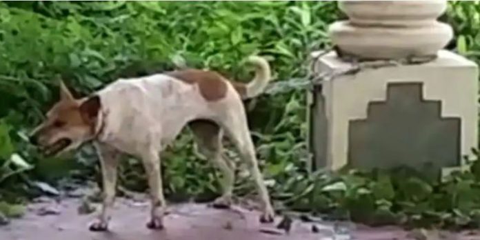 ആറുപേരെ കടിച്ച പേപ്പട്ടിയെ പിടികൂടി നിരീക്ഷണത്തിലാക്കി ; സംഭവം ചെങ്ങന്നൂരിൽ ആറുപേരെ കടിച്ച പേപ്പട്ടിയെ പിടികൂടി നിരീക്ഷണത്തിലാക്കി ; സംഭവം ചെങ്ങന്നൂരിൽ