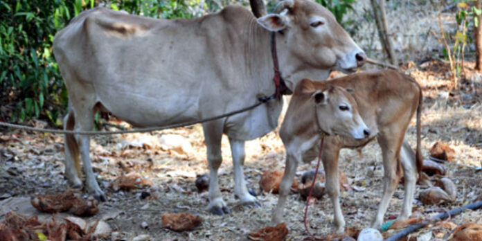 രണ്ടാംഘട്ട കുളമ്പുരോഗ പ്രതിരോധ കുത്തിവയ്പ്പ് യജ്ഞം രണ്ടാംഘട്ട കുളമ്പുരോഗ പ്രതിരോധ കുത്തിവയ്പ്പ് യജ്ഞം