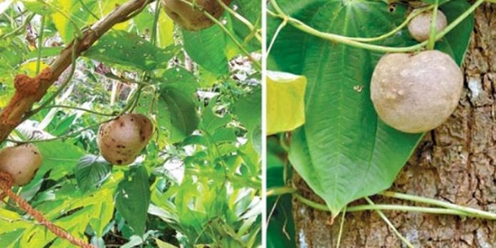 ഉരുളക്കിഴങ്ങിനൊരു അപരനുണ്ട് – നിങ്ങള്ക്കറിയാമോ ? ഉരുളക്കിഴങ്ങിനൊരു അപരനുണ്ട് – നിങ്ങള്ക്കറിയാമോ ?