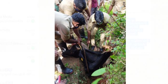 ഓടയിൽ കുടുങ്ങിയ പശുവിനെ ഫയർ ഫോഴ്സ് രക്ഷിച്ചു ഓടയിൽ കുടുങ്ങിയ പശുവിനെ ഫയർ ഫോഴ്സ് രക്ഷിച്ചു