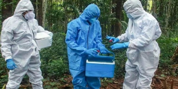 നിപ ; ആദ്യഘട്ടത്തിൽ കാട്ടുപന്നികളിൽ നിന്ന് സാമ്പിൾ ശേഖരിക്കേണ്ടതില്ല : മൃഗസംരക്ഷണ വകുപ്പ് നിപ ; ആദ്യഘട്ടത്തിൽ കാട്ടുപന്നികളിൽ നിന്ന് സാമ്പിൾ ശേഖരിക്കേണ്ടതില്ല : മൃഗസംരക്ഷണ വകുപ്പ്