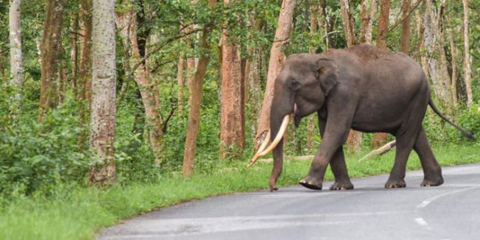 കാട്ടാനകളുടെ ആക്രമണം ഗൗരവമേറിയ വിഷയമെന്ന് ഹൈകോടതി നിരീക്ഷണം കാട്ടാനകളുടെ ആക്രമണം ഗൗരവമേറിയ വിഷയമെന്ന് ഹൈകോടതി നിരീക്ഷണം